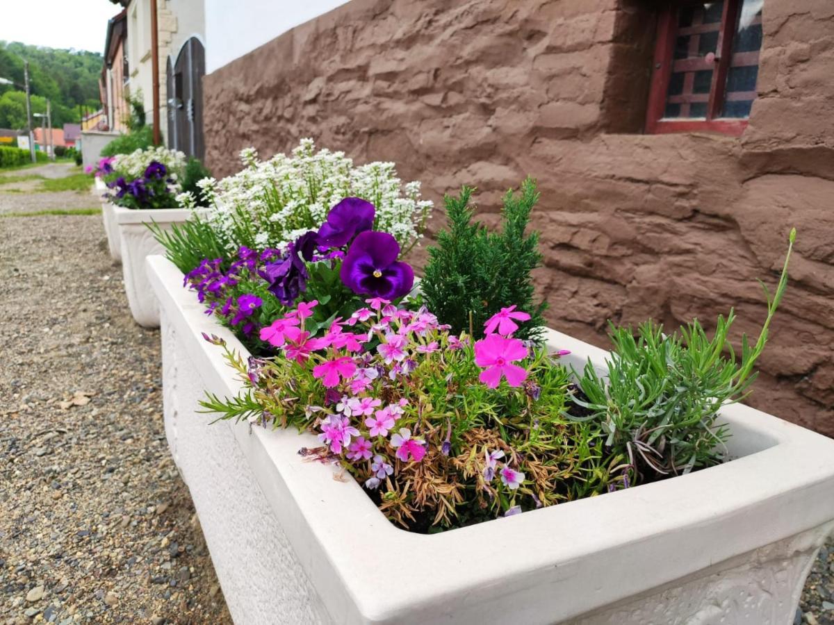 Ferienhaus Blaue Blume Mit 11 Kw Ladestation, Kamin, Terrasse, Eingezaeuntem Garten, Sauna, Wlan, Netflix, 2 Hunde Willkommen! Güntersberge Exteriör bild